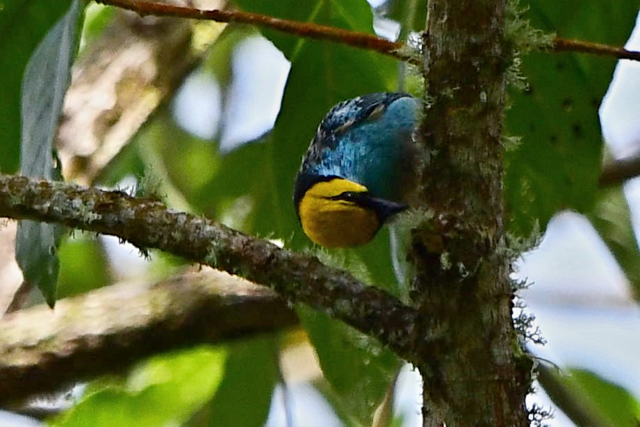 Saffron-crowned Tanager - ML573630311