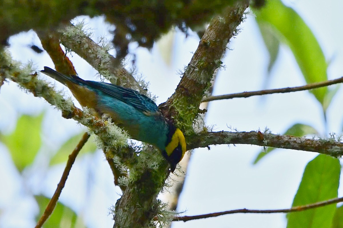 Saffron-crowned Tanager - ML573630321