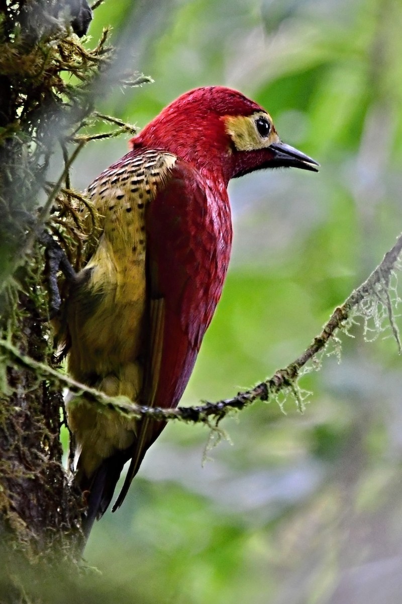 Crimson-mantled Woodpecker - ML573631341