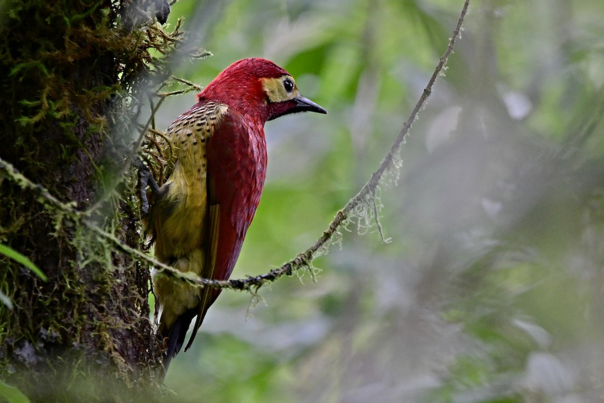 Crimson-mantled Woodpecker - ML573631351