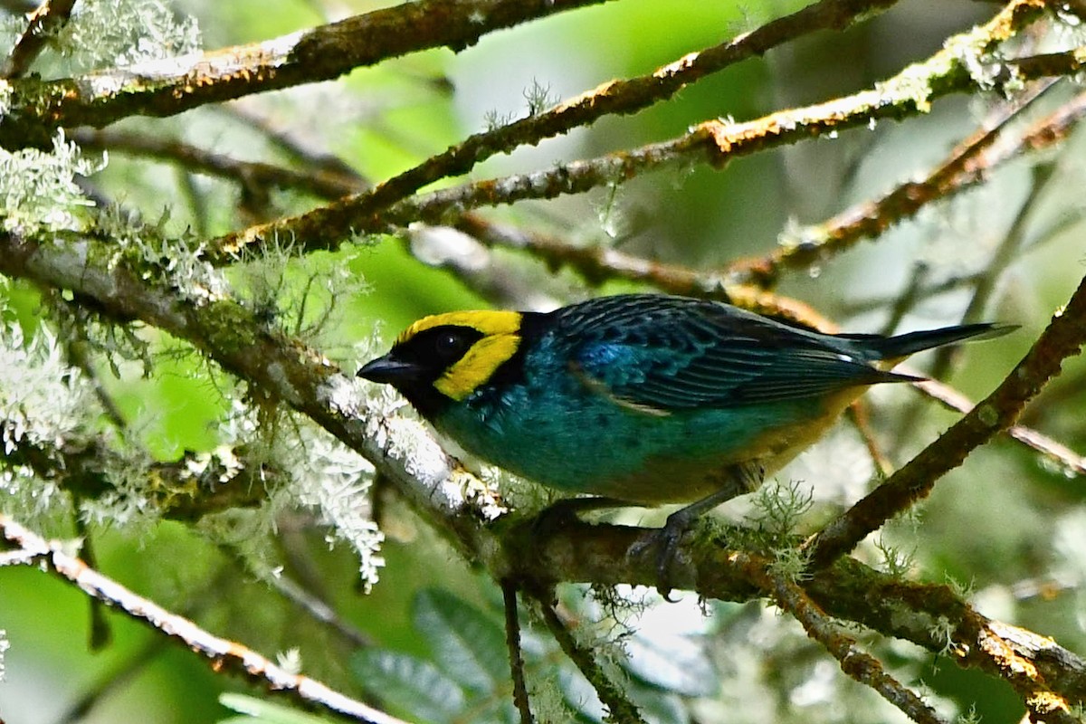 Saffron-crowned Tanager - ML573632331