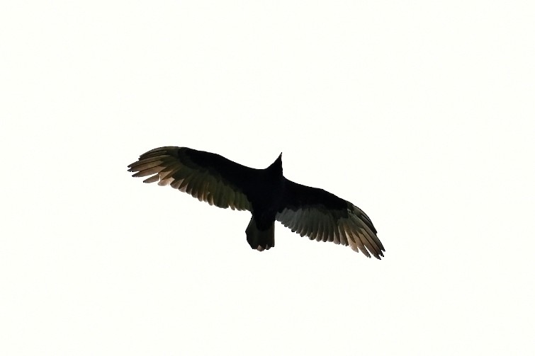 Turkey Vulture - ML573632761