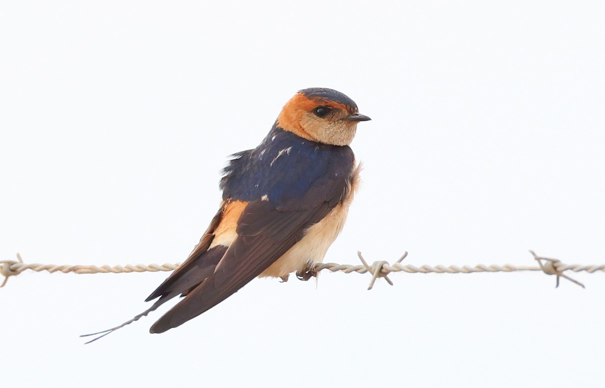 Red-rumped Swallow - ML573633471