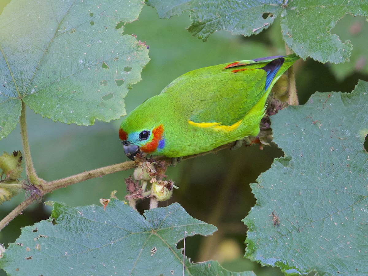 Double-eyed Fig-Parrot - Gary & Robyn Wilson