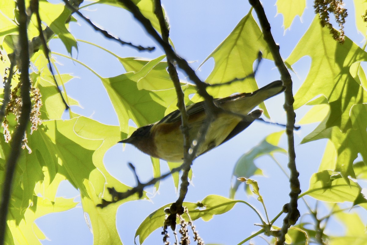 Bay-breasted Warbler - ML573634391