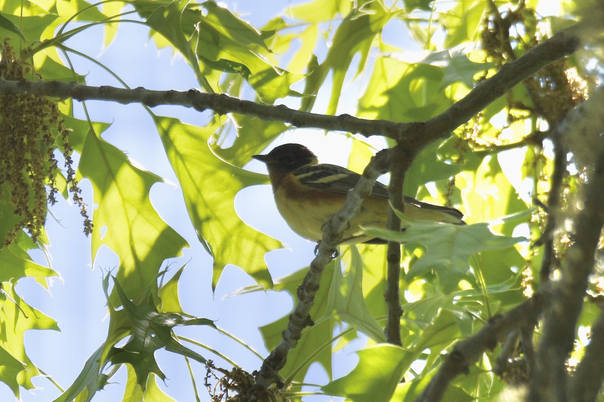 Bay-breasted Warbler - Christopher Veale