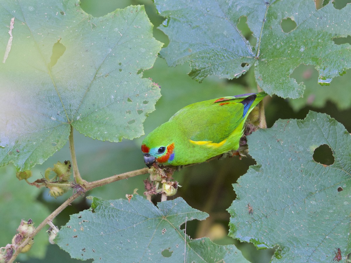 Double-eyed Fig-Parrot - Gary & Robyn Wilson