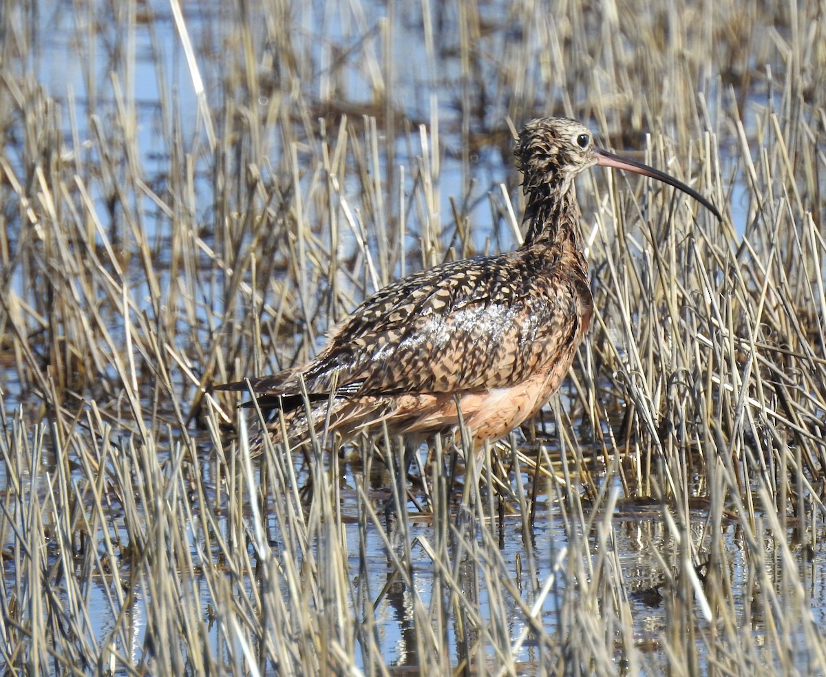 Long-billed Curlew - ML573640541