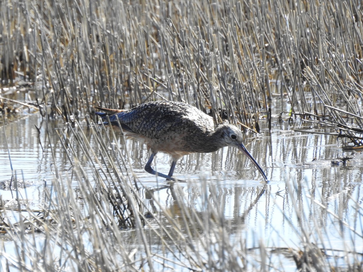 Long-billed Curlew - ML573640571
