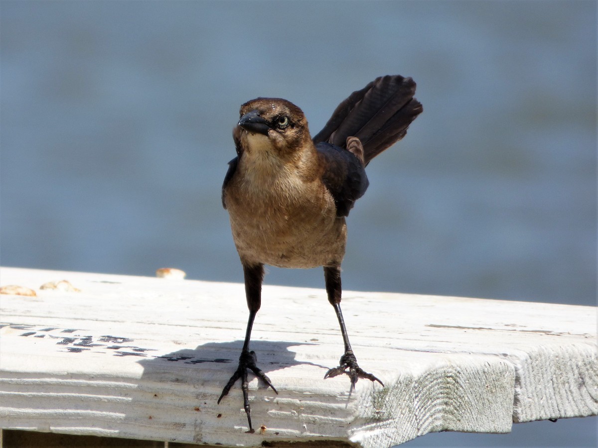 Boat-tailed Grackle - ML57364601