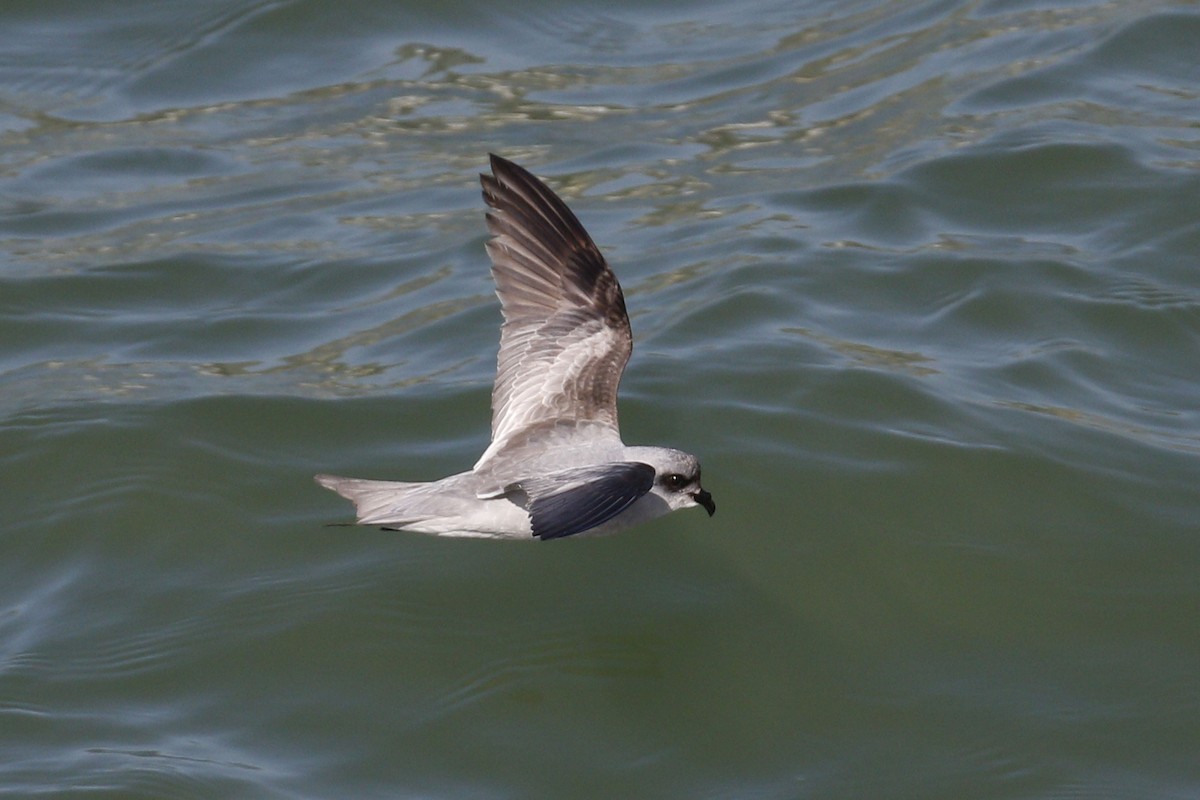Fork-tailed Storm-Petrel - ML57365491