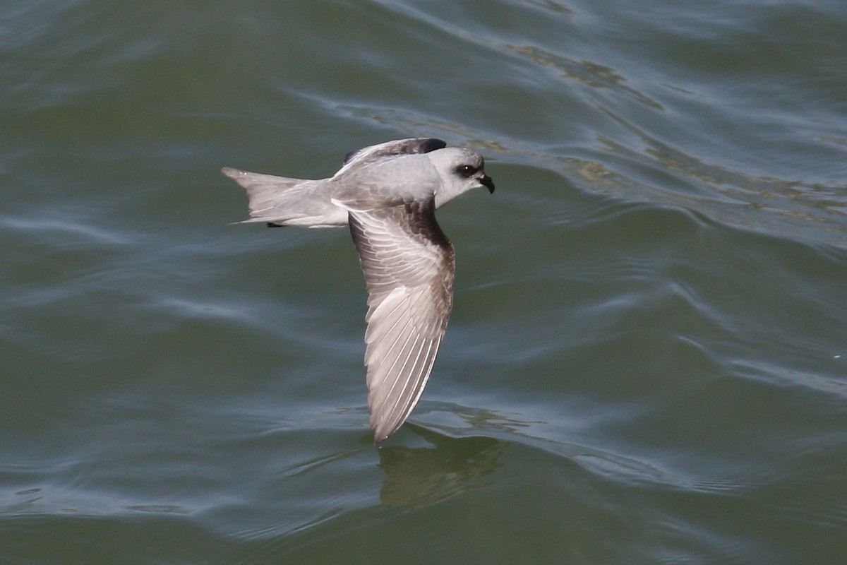 Fork-tailed Storm-Petrel - ML57365501