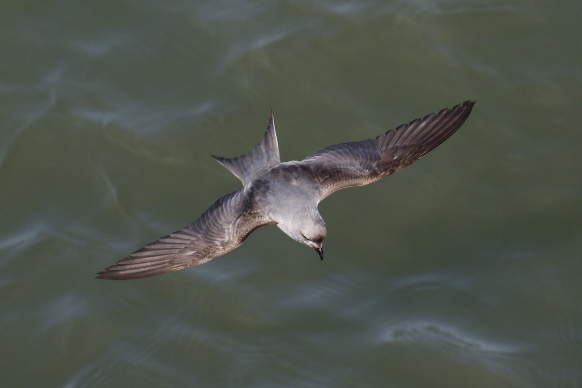 Fork-tailed Storm-Petrel - ML57365511