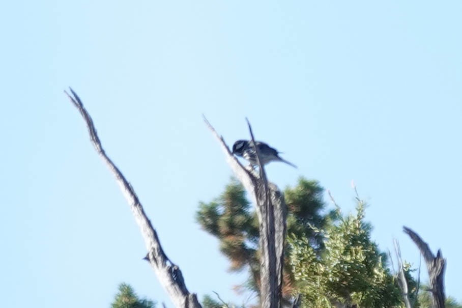 Black-throated Gray Warbler - ML573655291