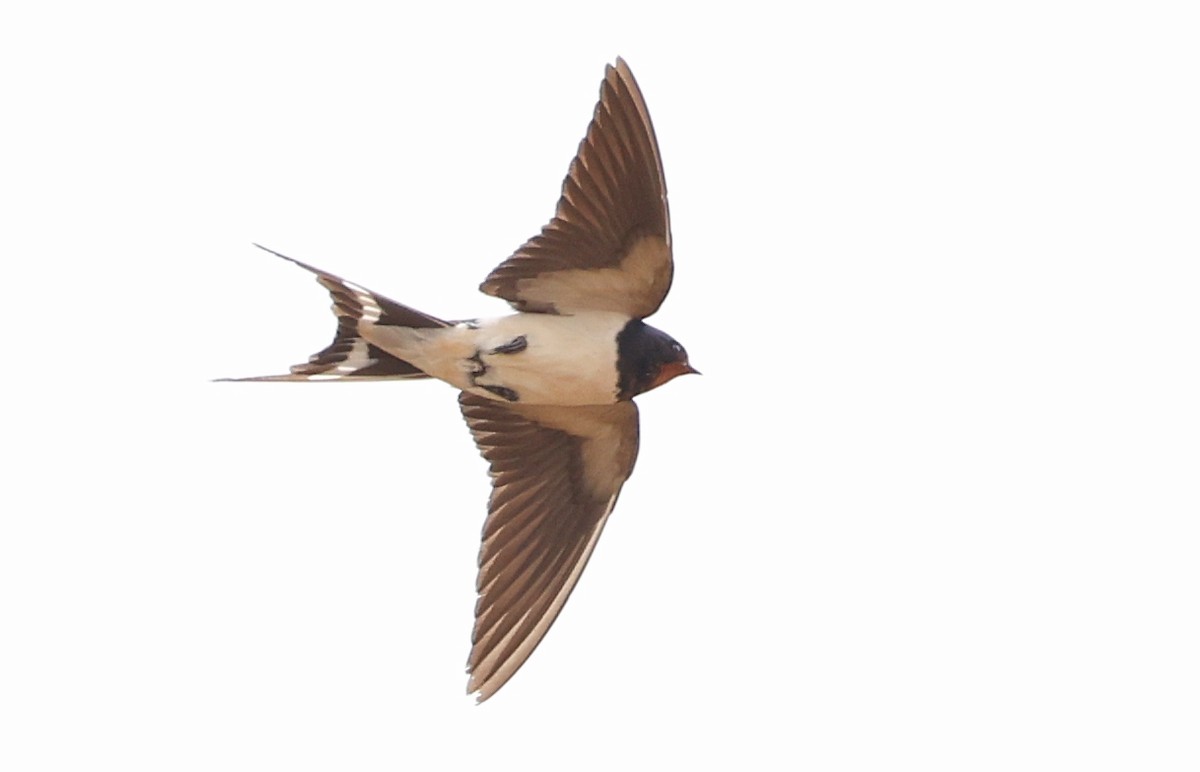 Barn Swallow - ML573655621