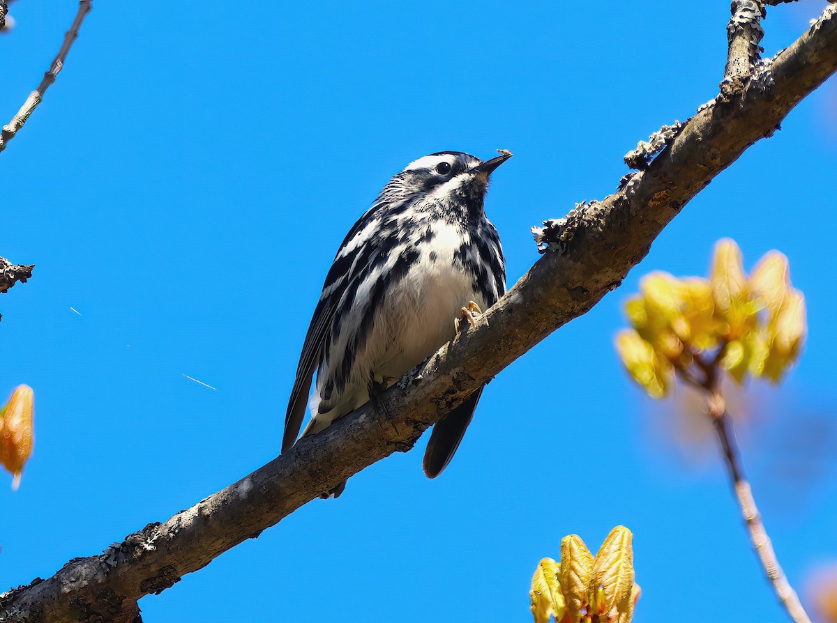 Black-and-white Warbler - ML573659801