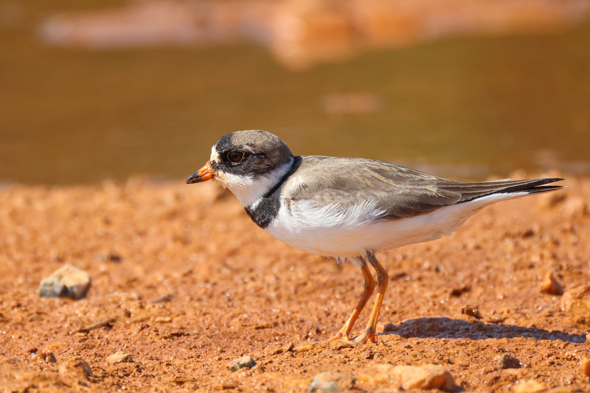 Semipalmated Plover - ML573661171