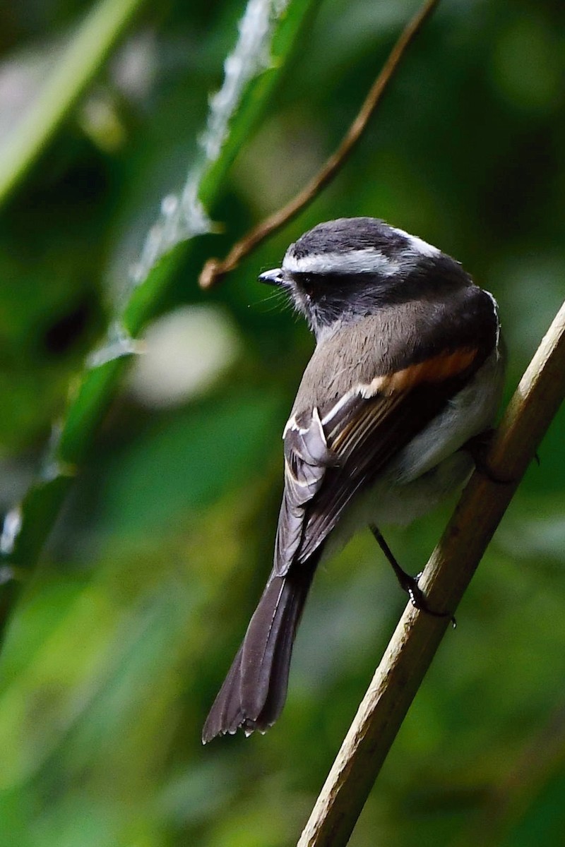 Rufous-breasted Chat-Tyrant - Alejandro  Bayer
