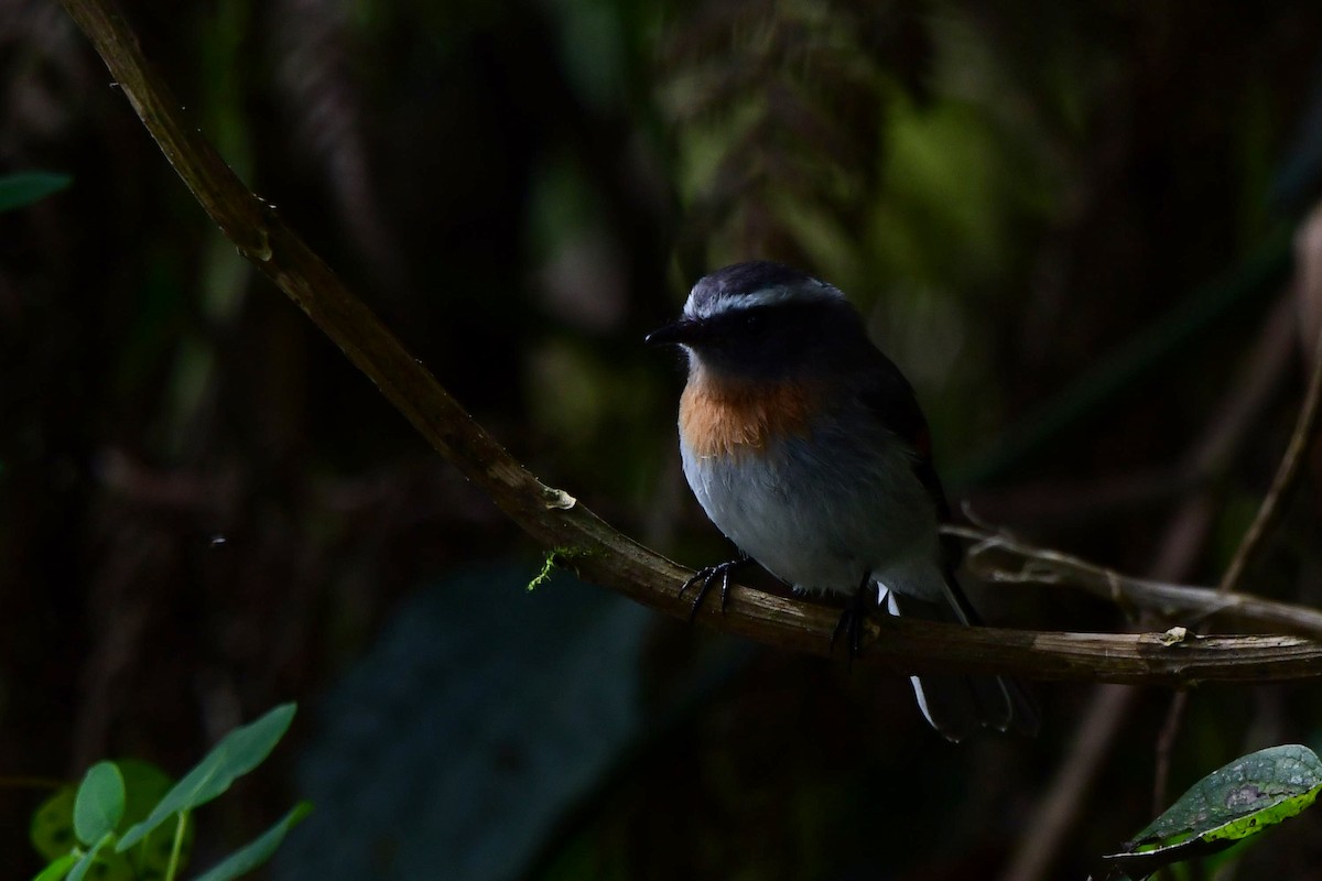 Rufous-breasted Chat-Tyrant - ML573664981