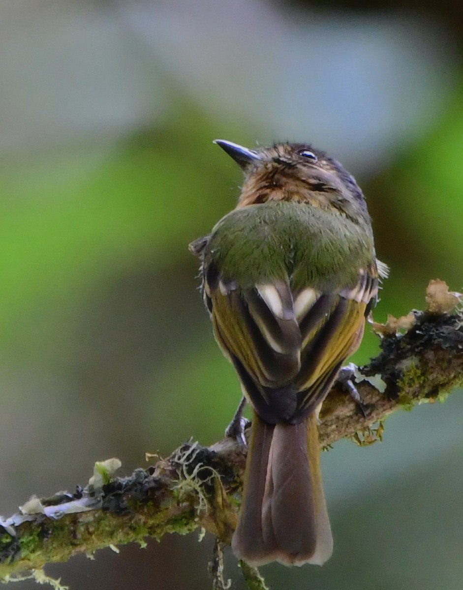 Rufous-breasted Flycatcher - ML573665821