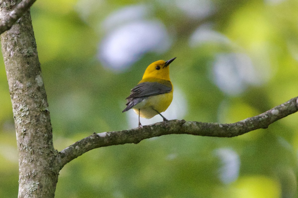 Prothonotary Warbler - ML573667291