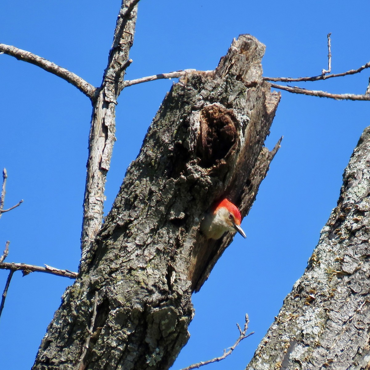 Red-bellied Woodpecker - ML57367071