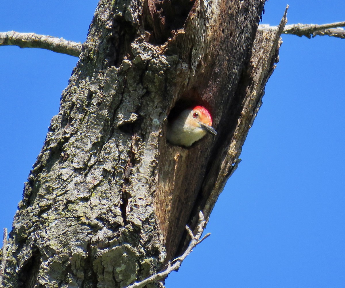 Red-bellied Woodpecker - ML57367081