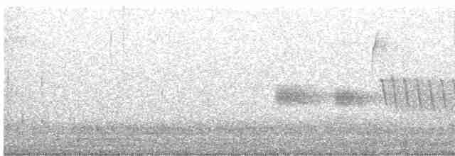Тауї плямистий - ML573670861