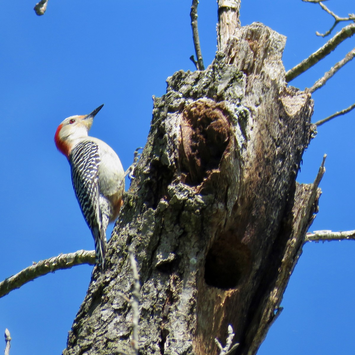 Red-bellied Woodpecker - ML57367091