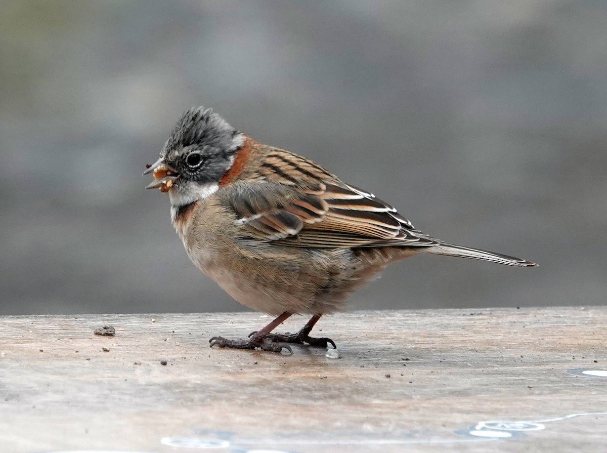 Rufous-collared Sparrow - ML573673091