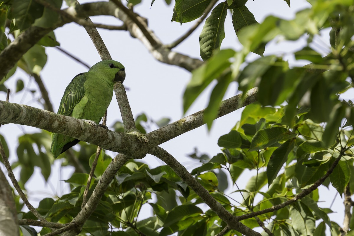 Short-tailed Parrot - ML573673391