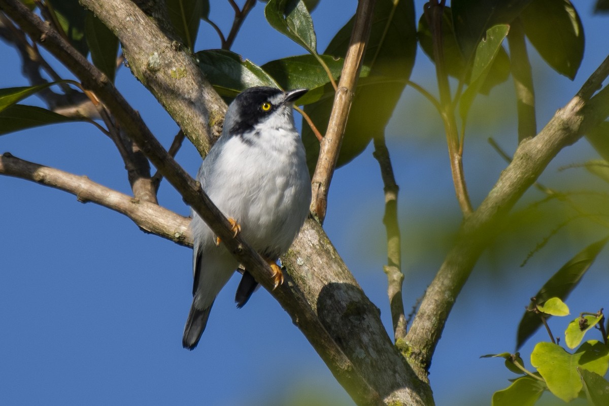 Hooded Tanager - ML573681771