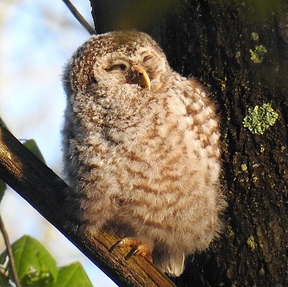 Barred Owl - Mark Shaver