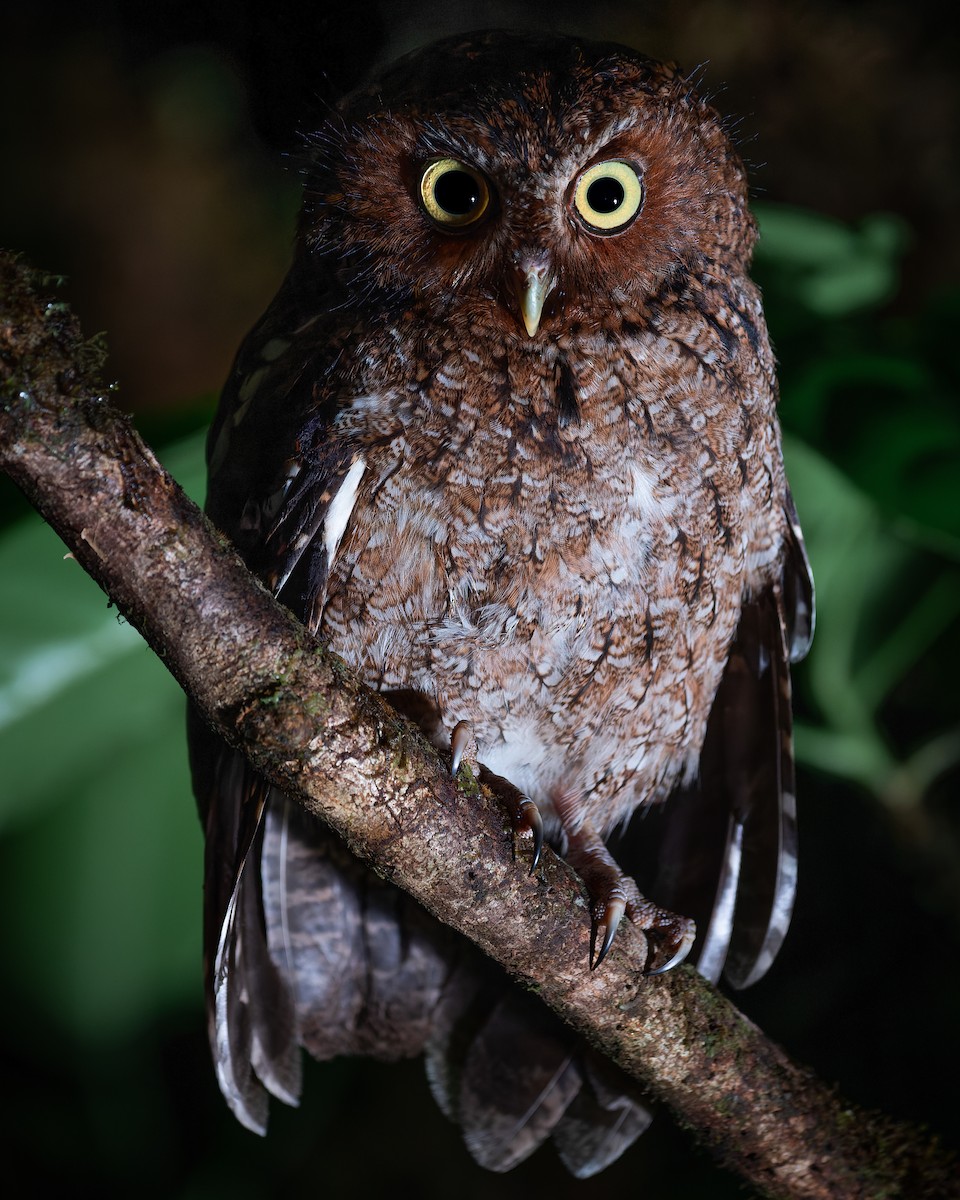 Bare-shanked Screech-Owl - ML573688771