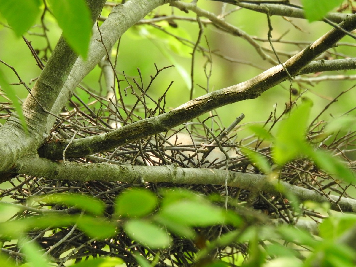 Virginia eBird Checklist 17 May 2023 Lake Vista Forest, Bedford