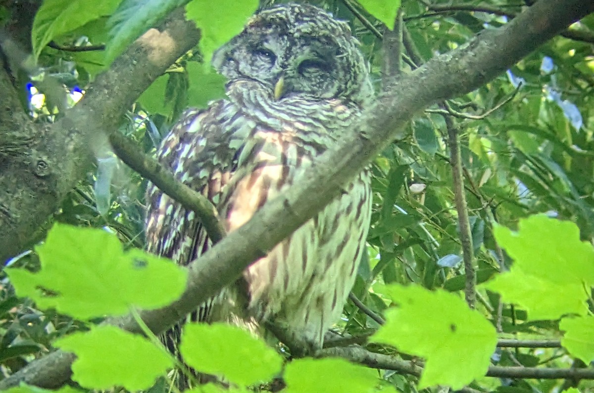 Barred Owl - ML573697361