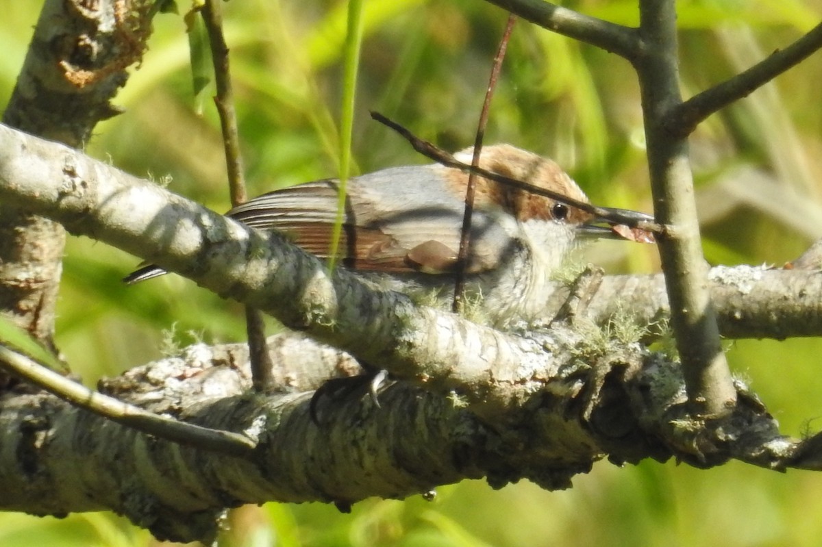 Brown-headed Nuthatch - ML573697901