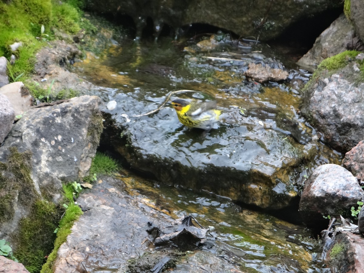 Cape May Warbler - ML573698911