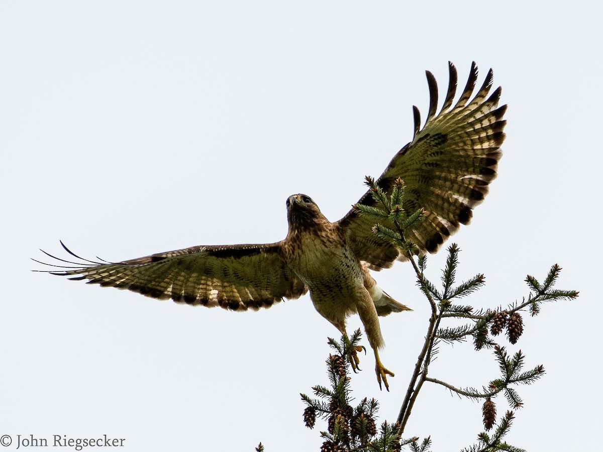 Red-tailed Hawk - ML57369941