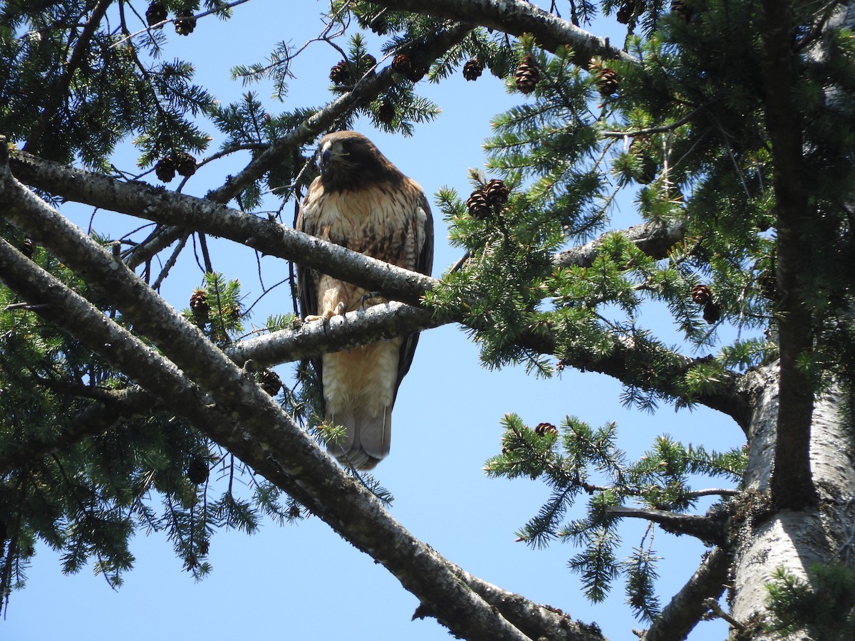 Red-tailed Hawk - ML573700781