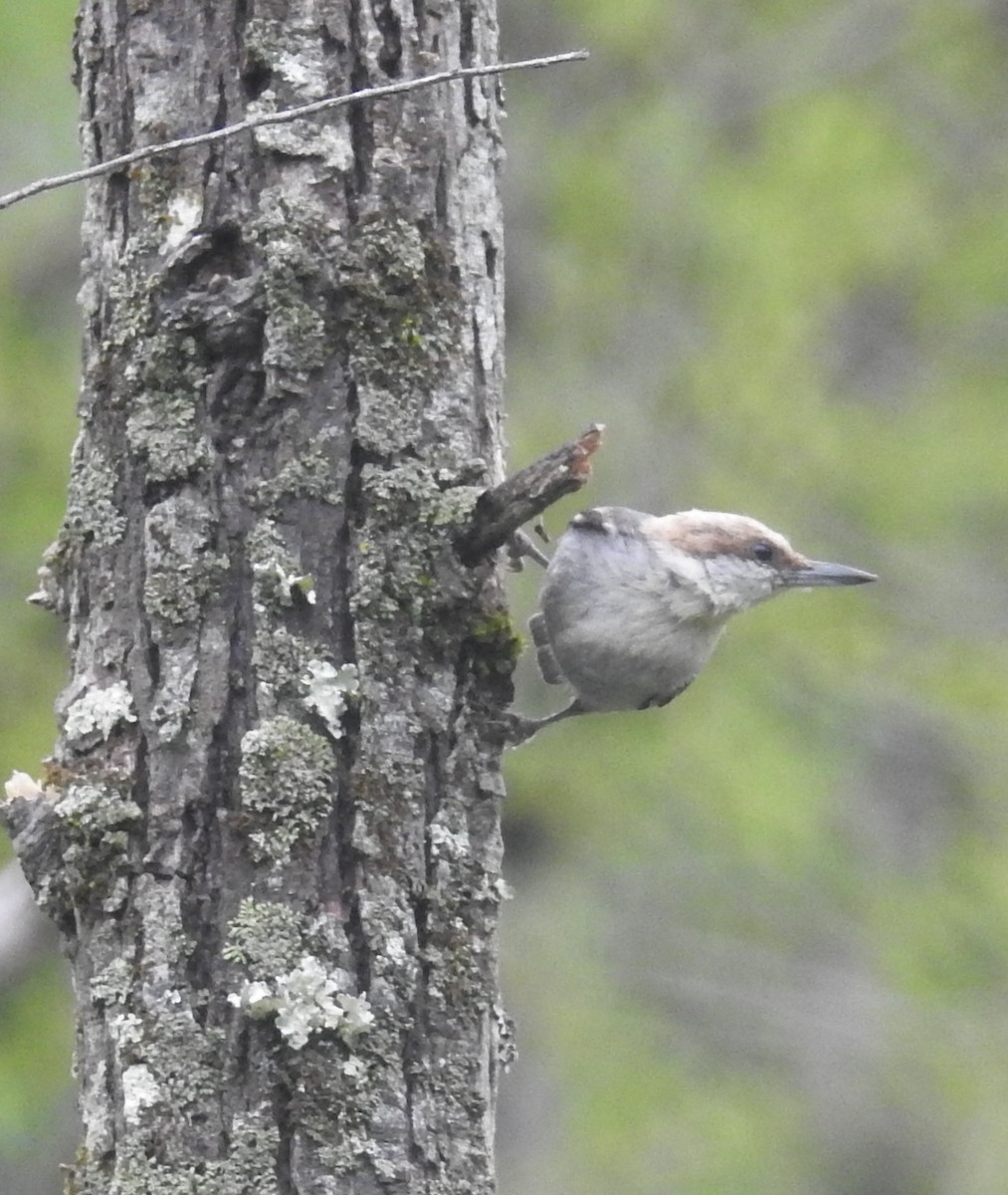 Brown-headed Nuthatch - ML573703391
