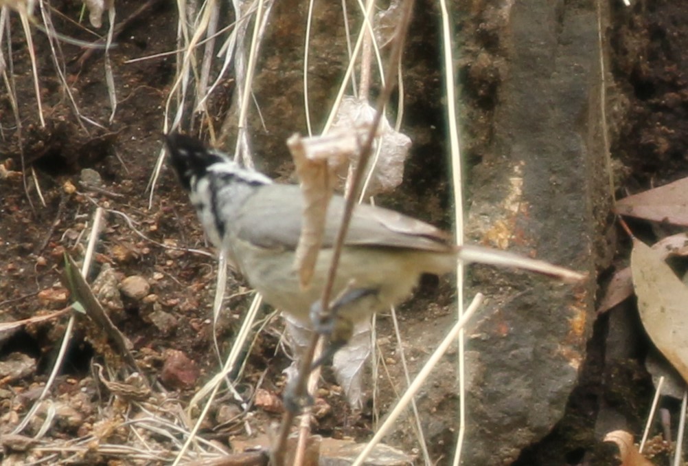 Bridled Titmouse - Lillian Reis