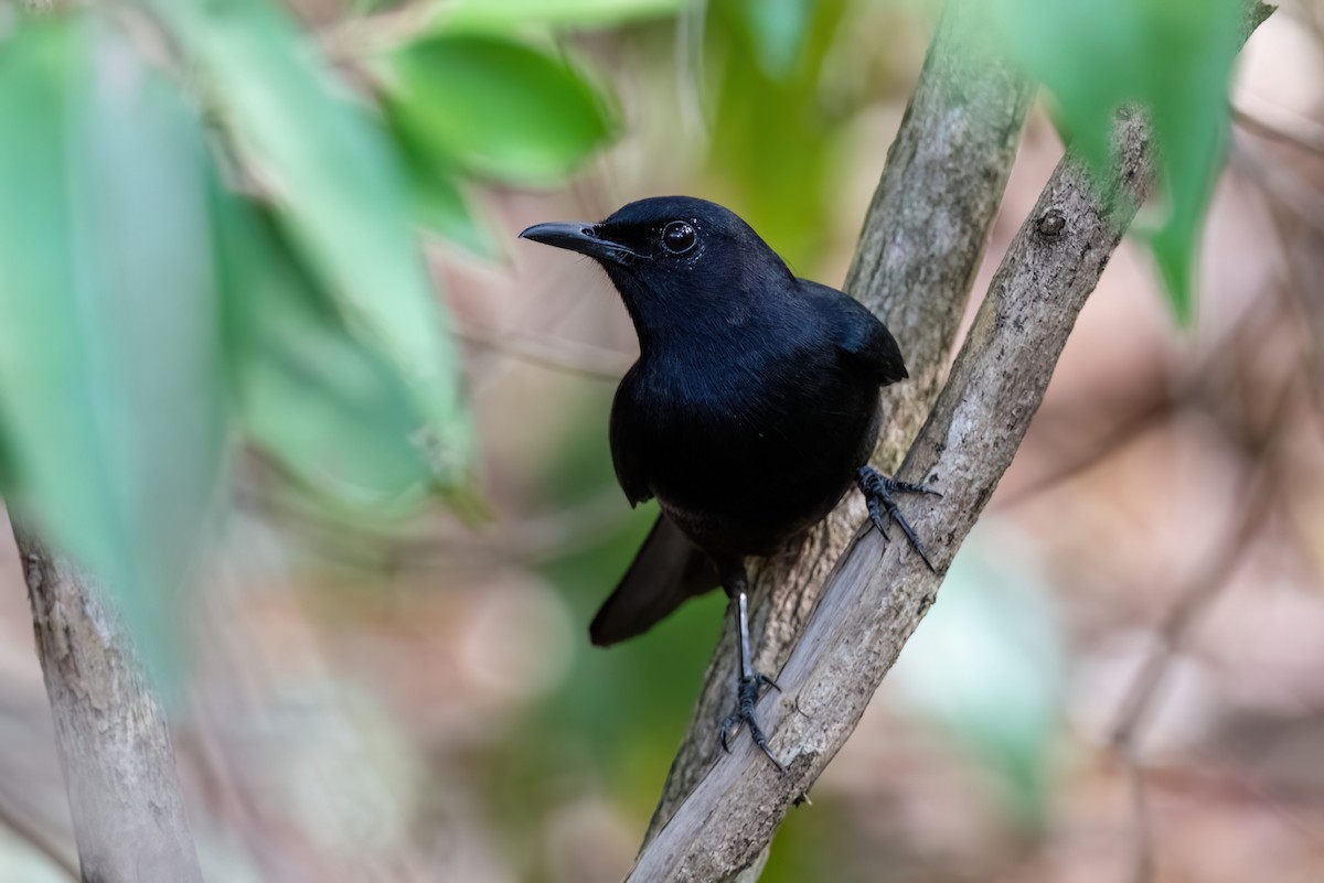 Black Catbird - Adam Jackson