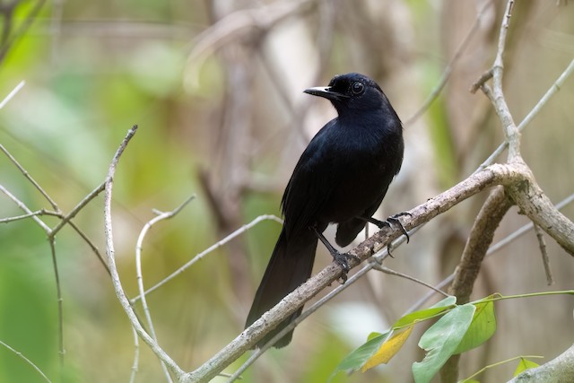 Black Catbird