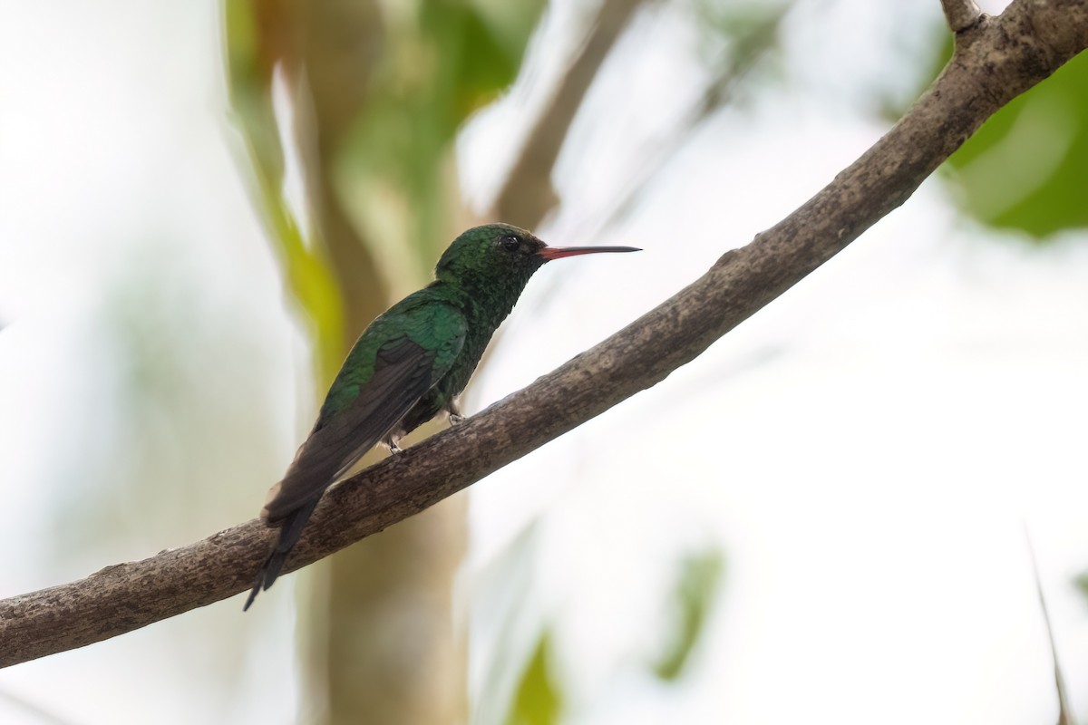 Cozumel Emerald - Adam Jackson