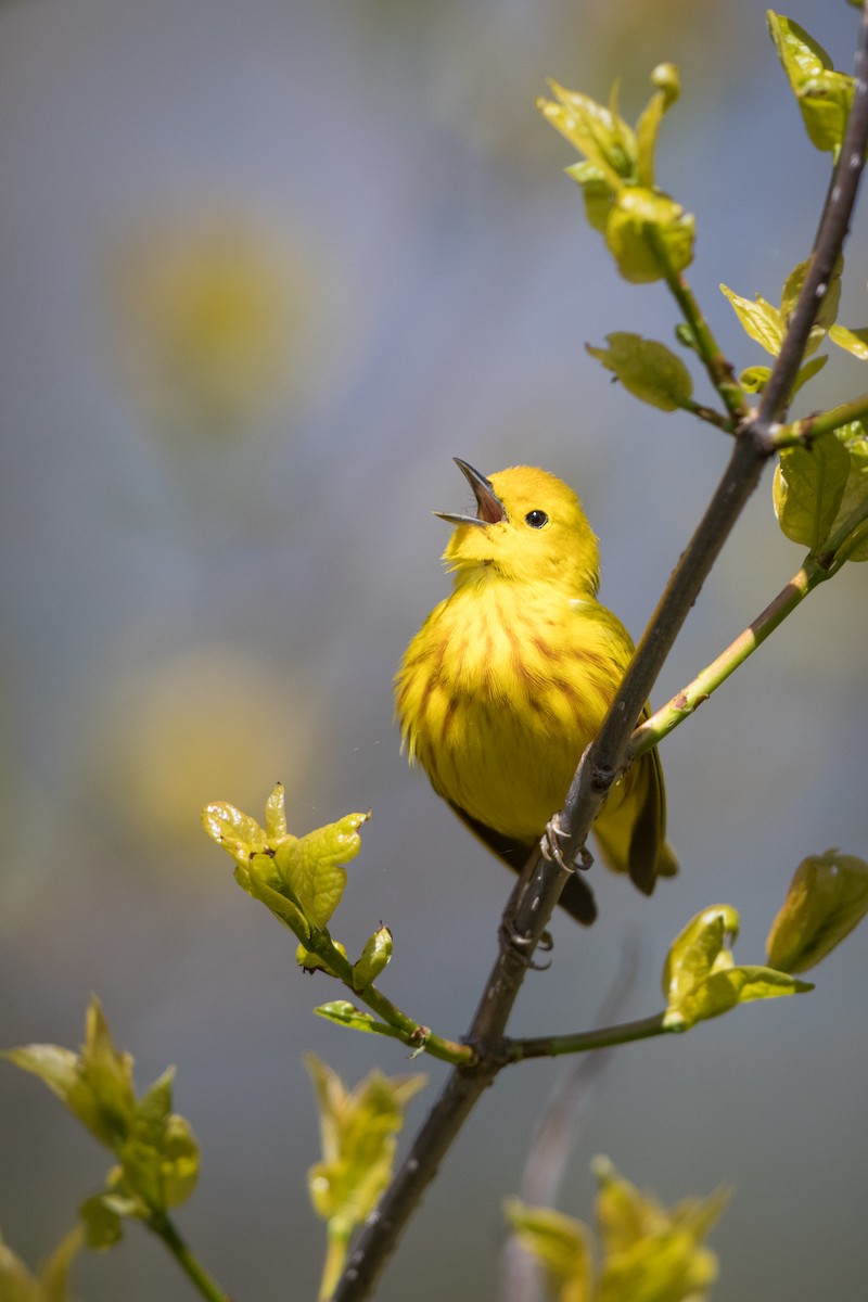 Yellow Warbler (Northern) - Tyler Ficker