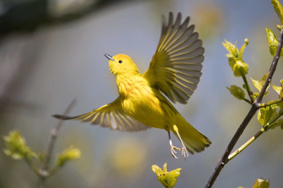 Yellow Warbler (Northern) - ML57370551