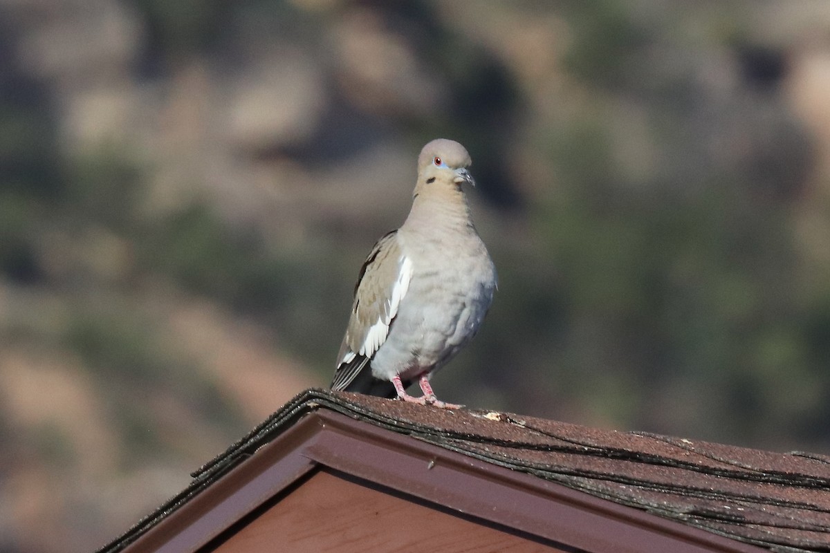 White-winged Dove - ML573706261