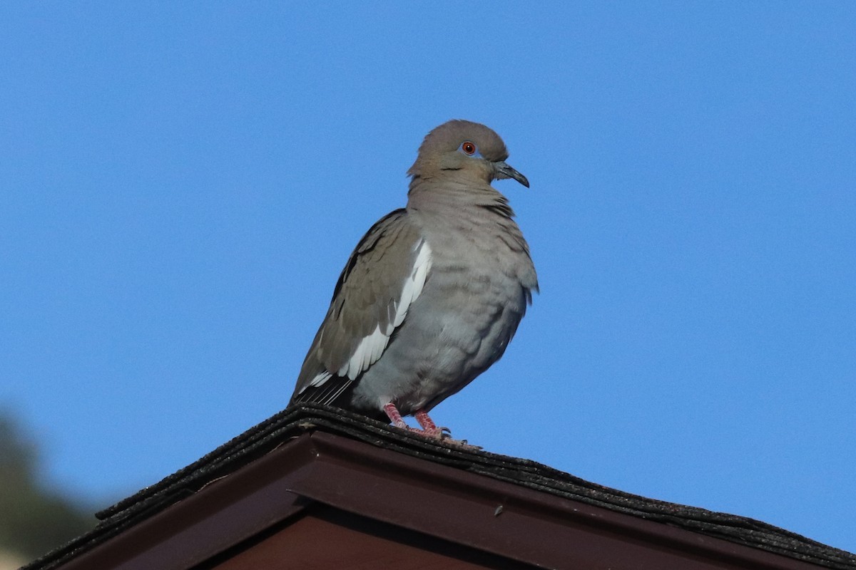White-winged Dove - ML573706511