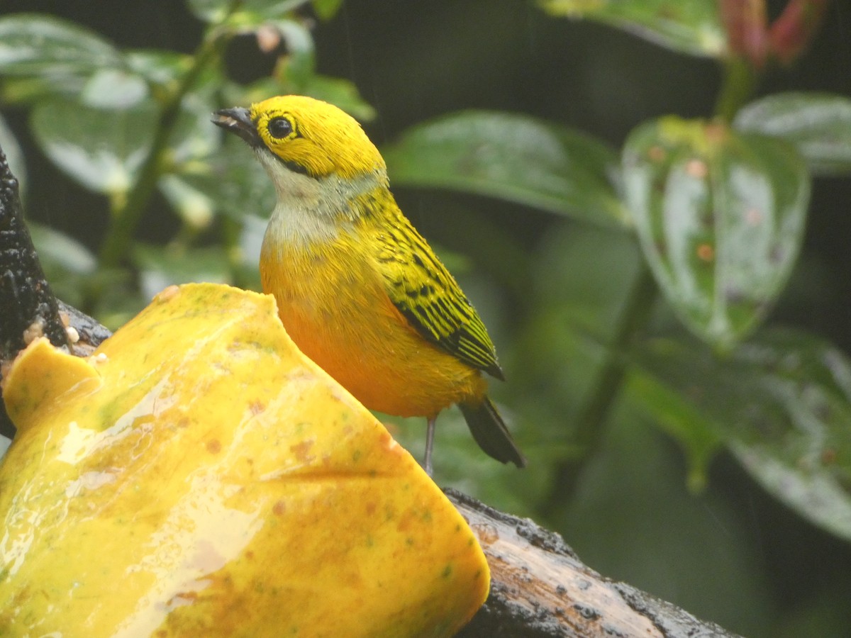 Silver-throated Tanager - Marty Freeland